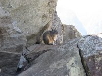  A viscacha, relative of the chinchilla, rests on a rock